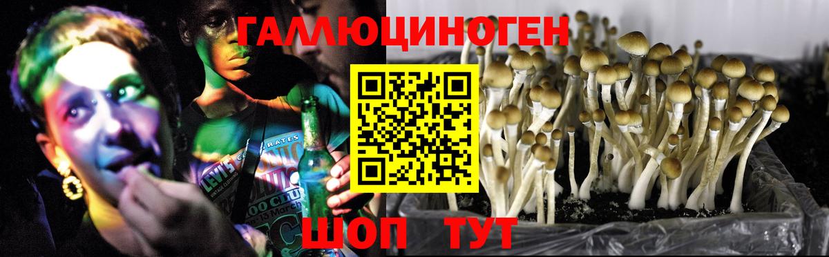 Псилоцибиновые грибы Psilocybe Рузаевка
